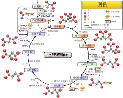 柠檬酸合成酶测定试剂盒(微板法)