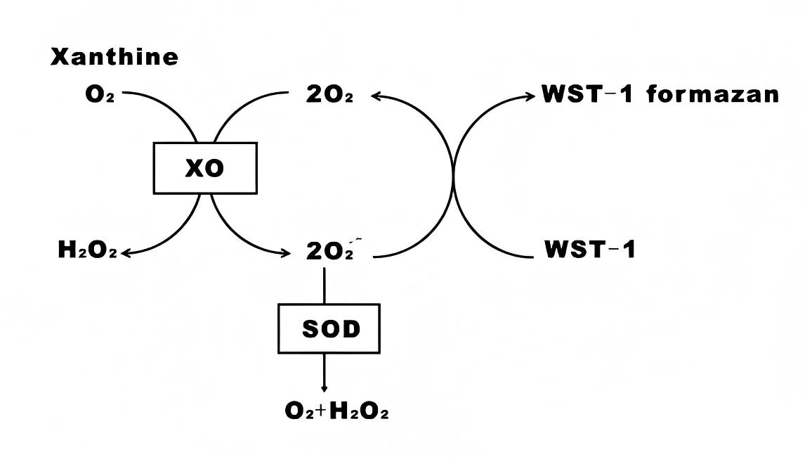 总超氧化物歧化酶测定试剂盒(WST-1法)
