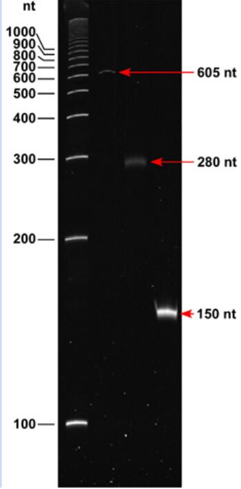 ssDNA Ladder(100～1500nt)