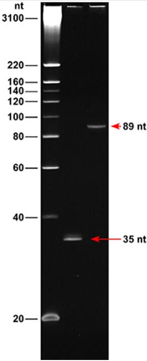 ssDNA Ladder(20～220nt)