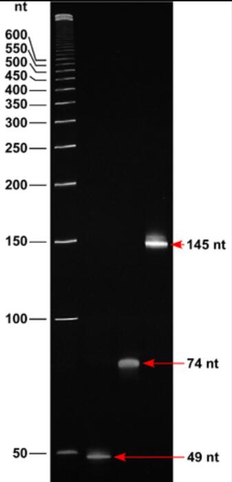 单链DNA Ladder(50～600nt)条带图