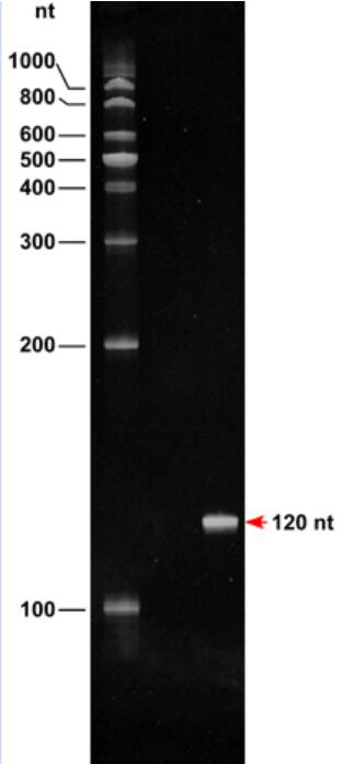 单链RNA Ladder(100～1000nt)条带图