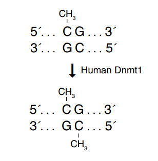 人DNA(胞嘧啶-5)甲基转移酶