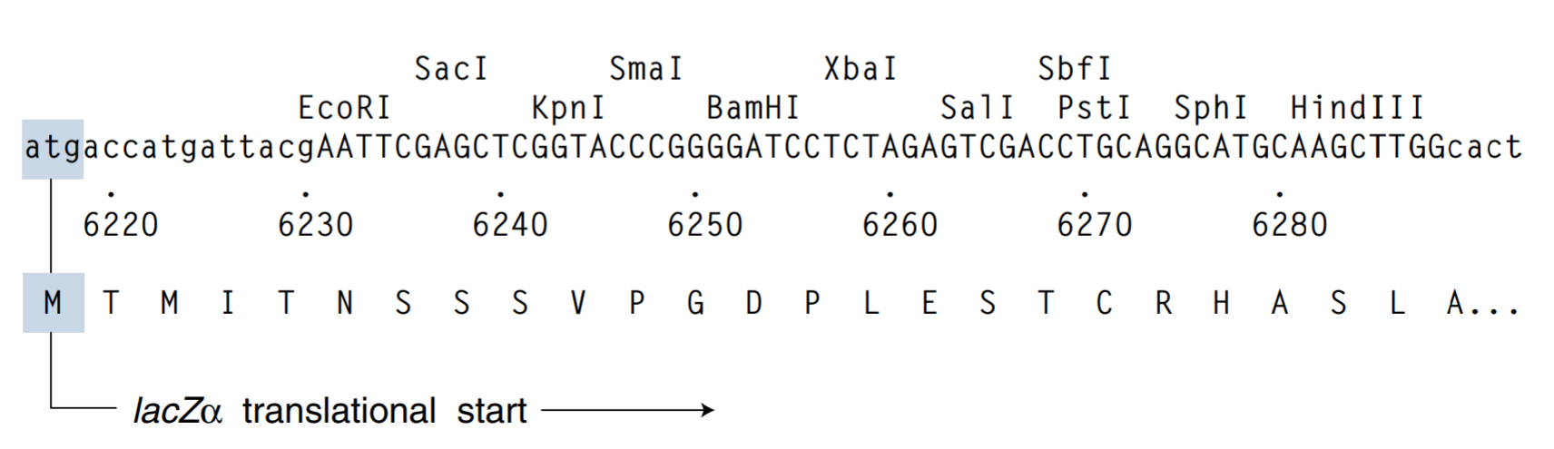 M13mp18单链DNA