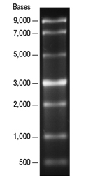 单链RNA Ladder(500～9000nt)