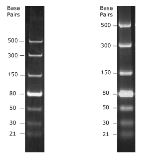 dsRNA Ladder(21～500bp)