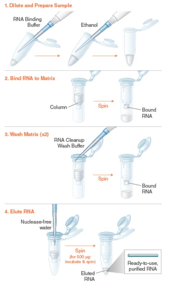RNA纯化浓缩试剂盒操作流程图