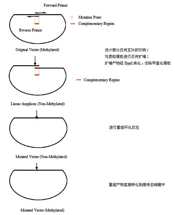 定点突变试剂盒