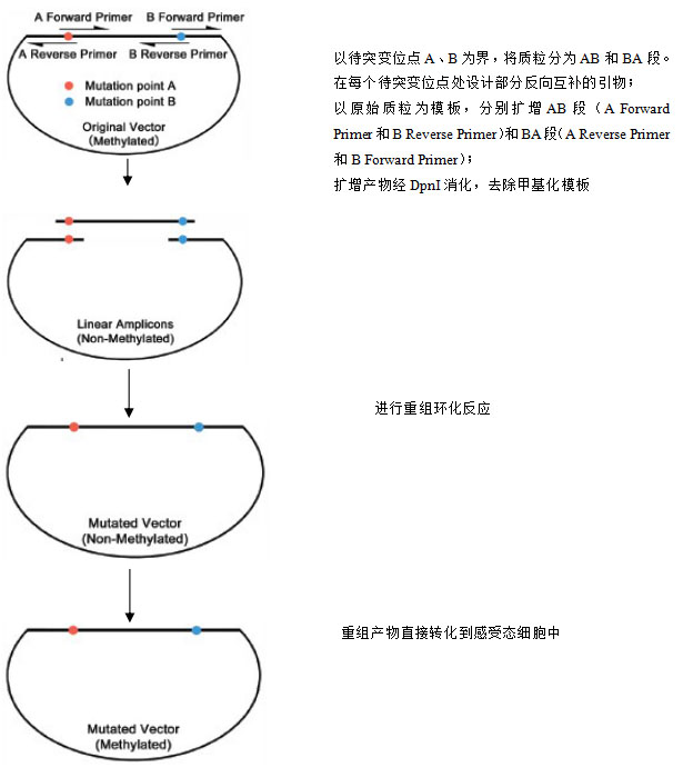 使用HiperMut定点突变试剂盒进行不连续双碱基定点突变实验流程