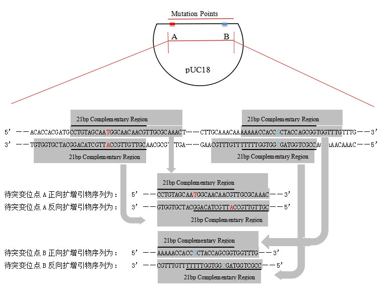 向质粒引入不连续双碱基定点突变引物设计示意图