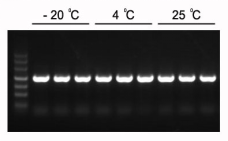 PCR Master Mix(含染料)