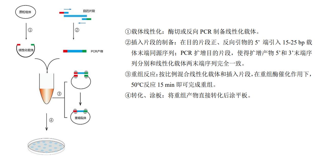 一步法快速克隆试剂盒