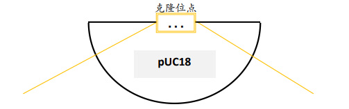 一步法快速克隆试剂盒