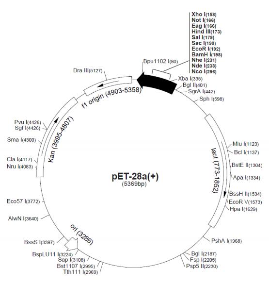 pET-28a(+)载体图谱