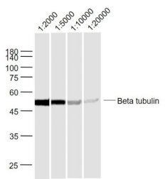 β-Tubulin单抗