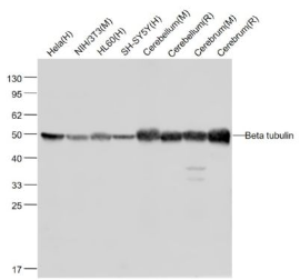 β-Tubulin单抗