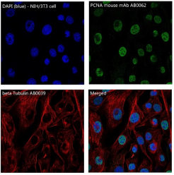 β-Tubulin单抗