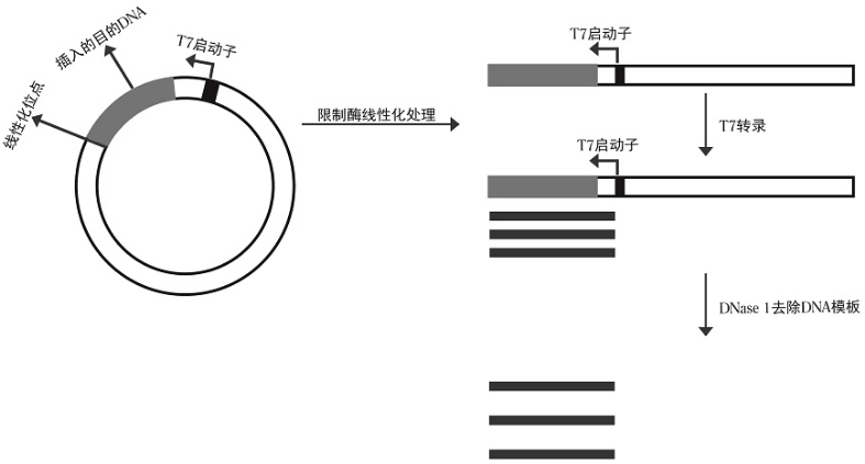 高效T7 RNA体外合成试剂盒