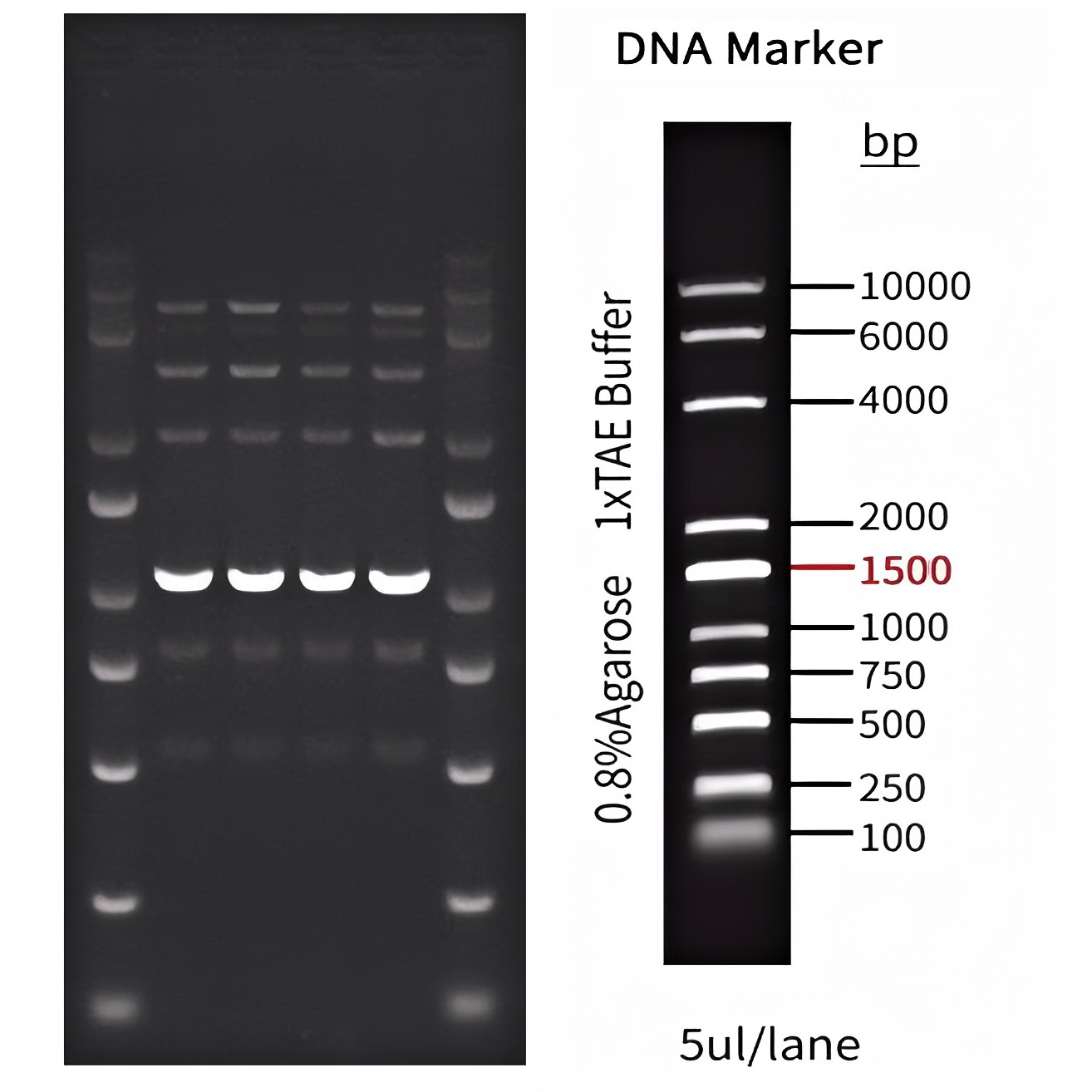 小鼠组织样本直接PCR扩增试剂盒