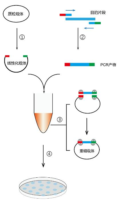 一步法同源重组克隆试剂盒 一步法同源重组克隆试剂盒