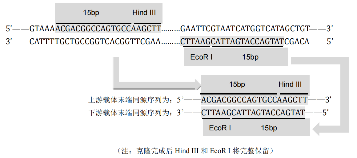 一步法同源重组克隆试剂盒 一步法同源重组克隆试剂盒