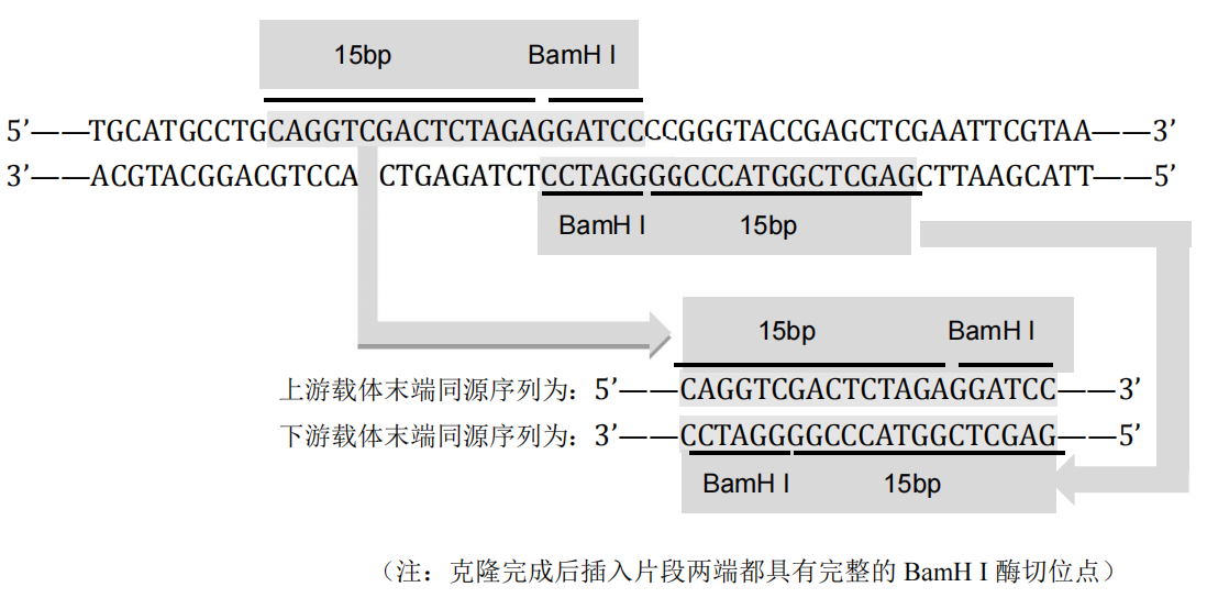 一步法同源重组克隆试剂盒 一步法同源重组克隆试剂盒