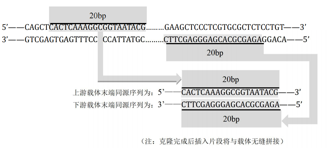 一步法同源重组克隆试剂盒 一步法同源重组克隆试剂盒