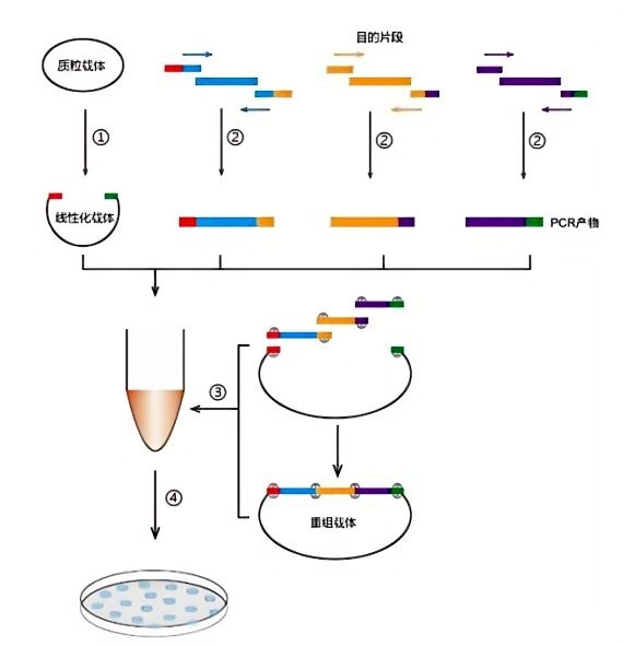 一步法同源重组克隆试剂盒 一步法同源重组克隆试剂盒
