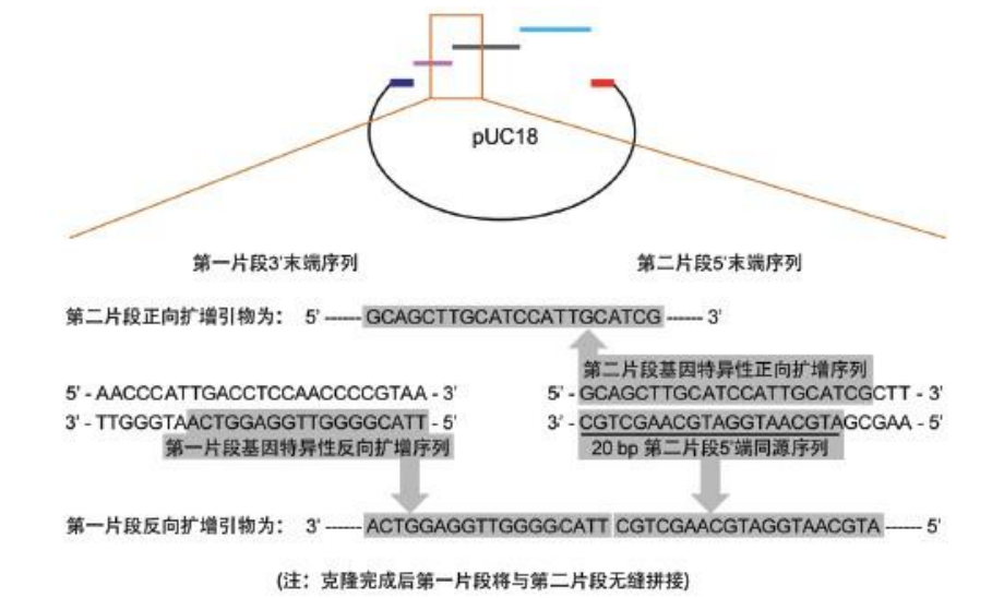 一步法同源重组克隆试剂盒 一步法同源重组克隆试剂盒