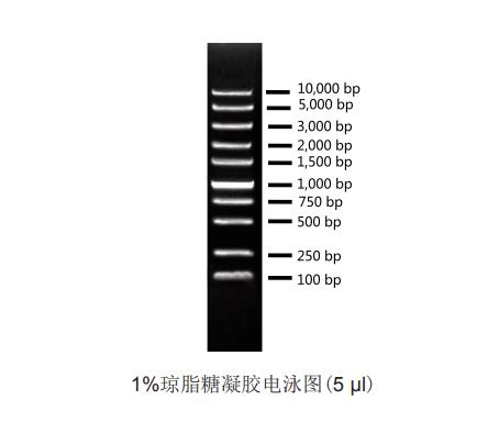 Super DNA Ladder(100bp～100kb)