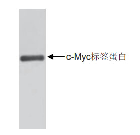 抗c-Myc标签单克隆抗体