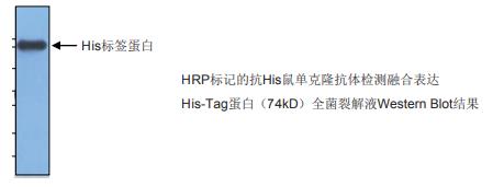 HRP标记小鼠抗His标签单抗