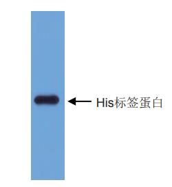 抗His标签鼠克隆抗体