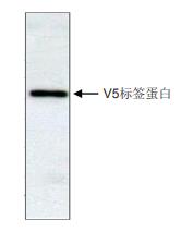 抗V5标签单克隆抗体