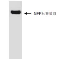 抗GFP标签单克隆抗体