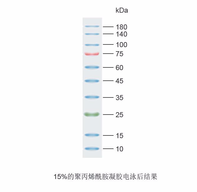 彩虹预染蛋白Marker(10～180kD)图片