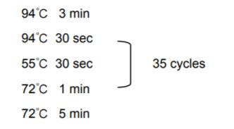 PCR反应条件