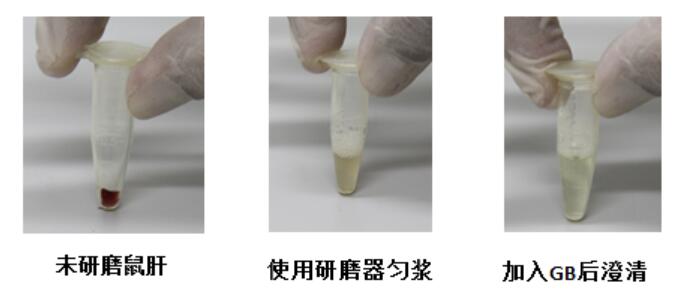 组织匀浆以及裂解充分图例