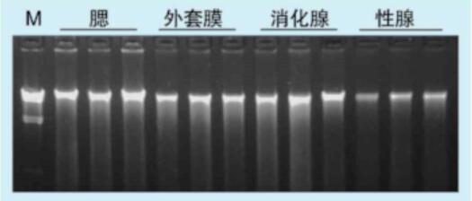 虾夷扇贝基因组DNA提取实例