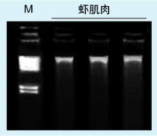 虾肌肉组织基因组DNA提取实例