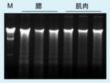 鲫鱼基因组DNA提取实例