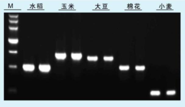 转基因农作物基因组DNA提取试剂盒提取实例PCR检测