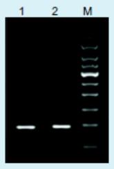 中量PCR产物DNA纯化试剂盒提取效果