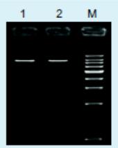 中量PCR产物DNA纯化试剂盒提取效果