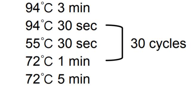 Taq DNA聚合酶PCR循环设置