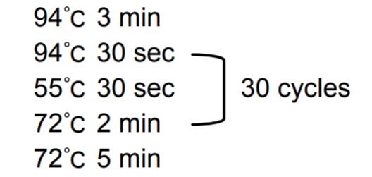 Pfu DNA聚合酶PCR循环设置