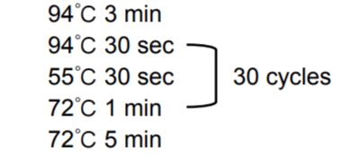 Taq Plus DNA聚合酶PCR循环设置