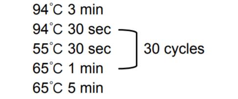 热启动Taq DNA聚合酶PCR循环设置