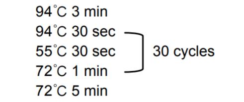 高保真长片段Taq DNA聚合酶PCR循环设置
