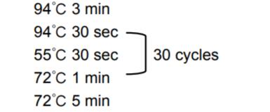 2×Taq PCR预混反应液PCR循环设置